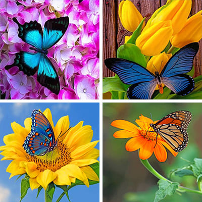 butterfly-flower-painting-by-numbers