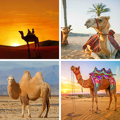 camels-painting-by-numbers