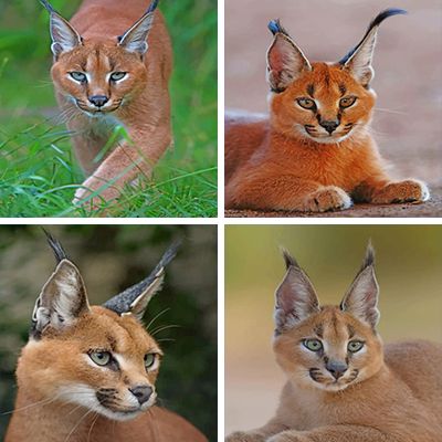 caracal-painting-by-numbers
