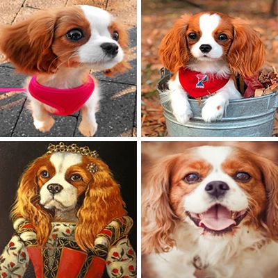 cavalier-king-charles-painting-by-numbers