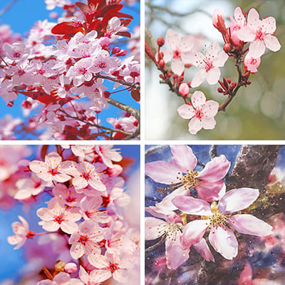 cherry-blossoms-painting-by-numbers
