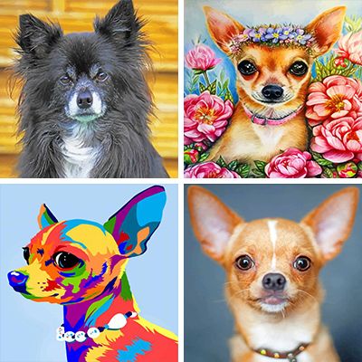 chihuahua-painting-by-numbers
