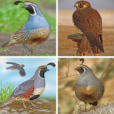 desert-birds-painting-by-numbers