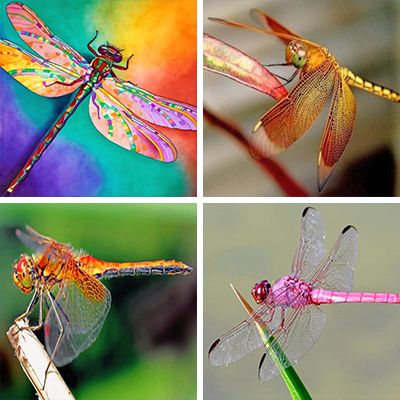 dragonflies-painting-by-numbers
