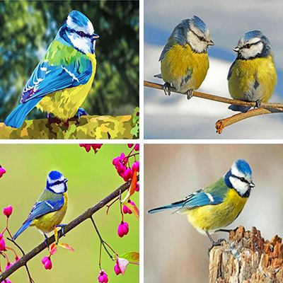 eurasian-blue-tit-painting-by-numbers