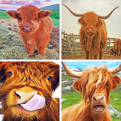 hairy-cow-painting-by-numbers