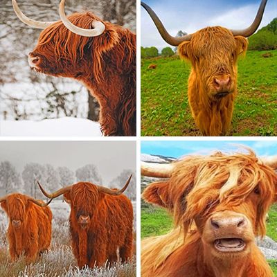 highland-cattle-painting-by-numbers