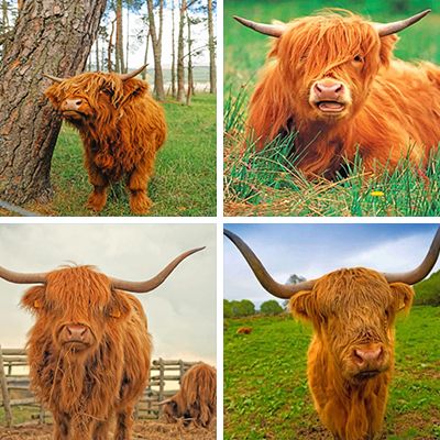 highland-cow-painting-by-numbers