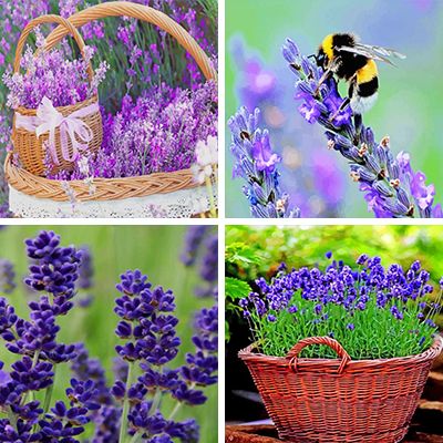 lavenders-painting-by-numbers