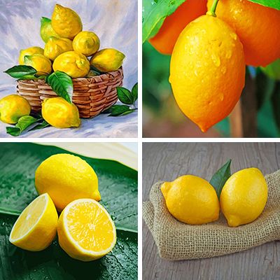 lemons-painting-by-numbers