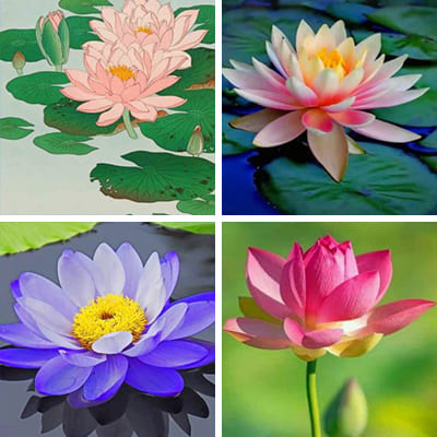 lotus-painting-by-numbers