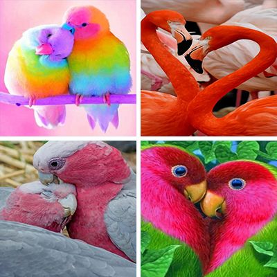 love-birds-painting-by-numbers