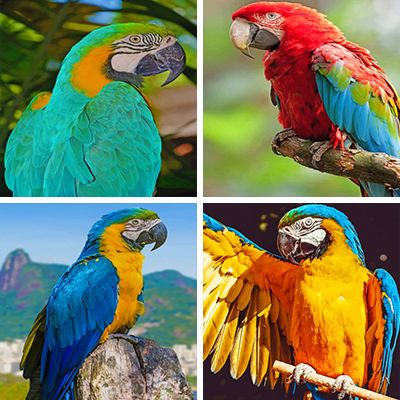 macaw-painting-by-numbers