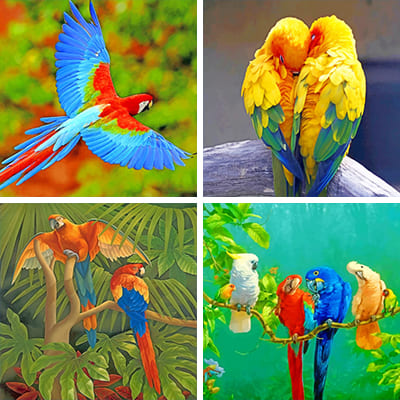 parrots-painting-by-numbers