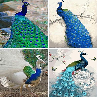peacock-painting-by-numbers
