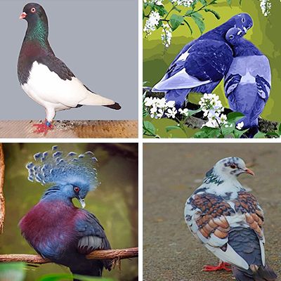 pigeons-painting-by-numbers