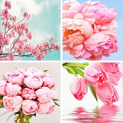 pink-flower-painting-by-numbers
