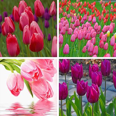 pink-tulip-painting-by-numbers