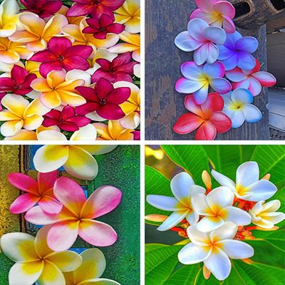 plumeria-painting-by-numbers