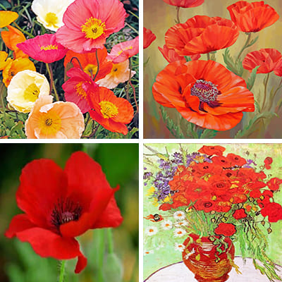 poppies-painting-by-numbers