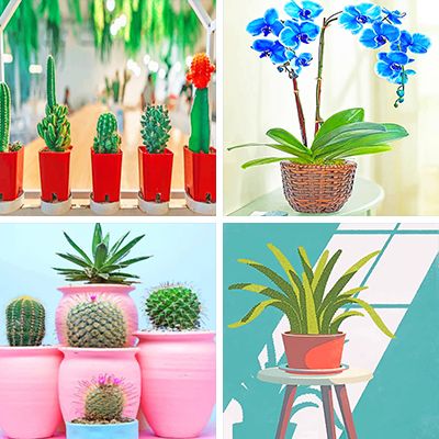 potted-plants-painting-by-numbers