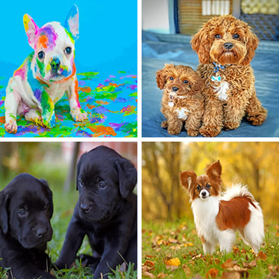 puppies-painting-by-numbers