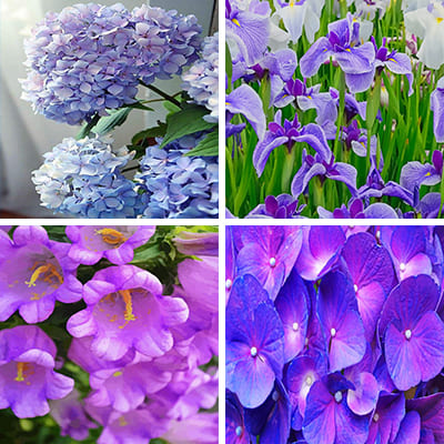 purple-flowers-painting-by-numbers