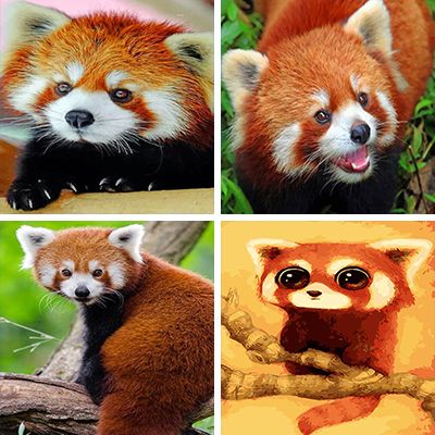 red-panda-painting-by-numbers