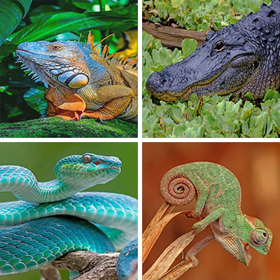 reptiles-painting-by-numbers