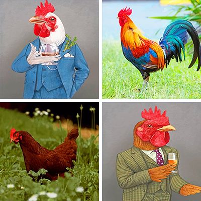 roosters-painting-by-numbers