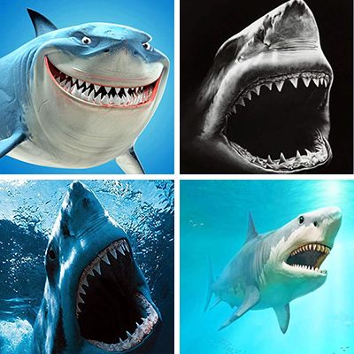 sharks-painting-by-numbers