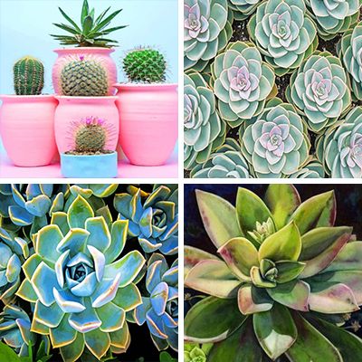 succulents-painting-by-numbers