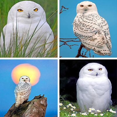 white-owl-painting-by-numbers