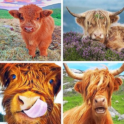 yak-painting-by-numbers