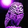 Purple Owl Bird paint by numbers