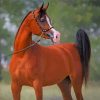 Arabian Horse paint by numbers