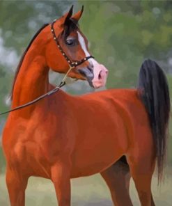 Arabian Horse paint by numbers
