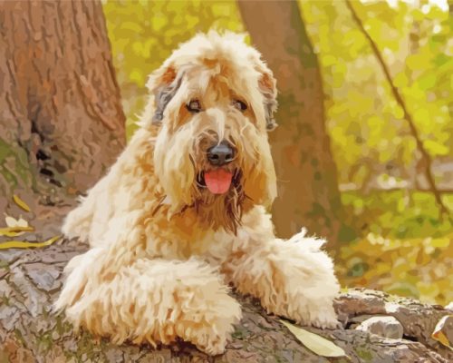 Soft Coated Wheaten Terrier Paint By Number
