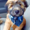 Cute Soft Coated Wheaten Paint By NumberTerrier