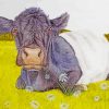 Belted Galloway Cattle Animal paint by numbers