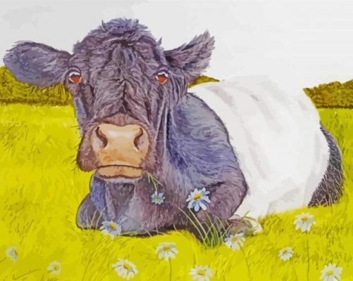 Belted Galloway Cattle Animal  paint by numbers