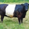 Belted Galloway Cattle Animal paint by numbers