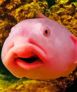 Pink Blobfish paint by numbers