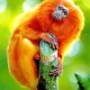 Golden Marmoset Paint By Numbers