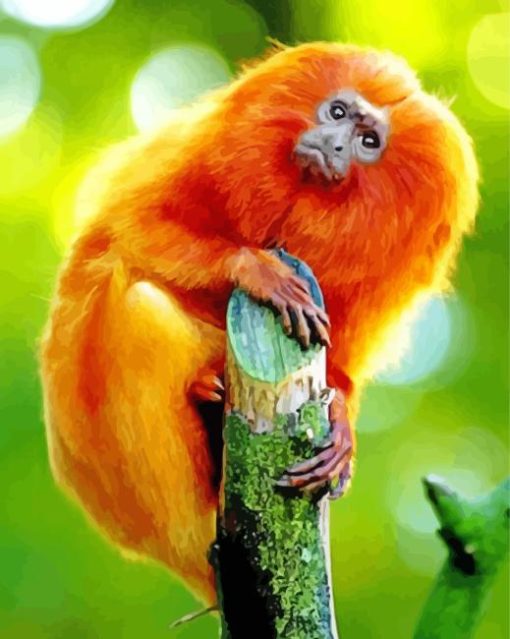 Golden Marmoset Paint By Numbers