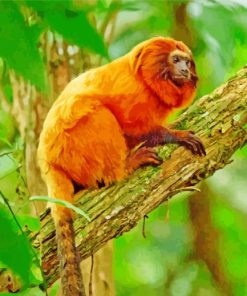 Golden Lion Tamarin Paint By Numbers