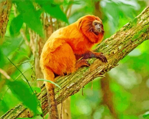 Golden Lion Tamarin Paint By Numbers