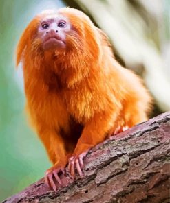 Golden Marmoset Monkey Paint By Numbers