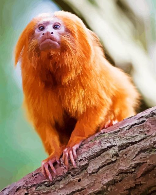 Golden Marmoset Monkey Paint By Numbers