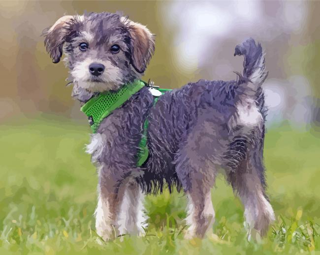 Adorable Schnoodle Puppy Paint By Numbers